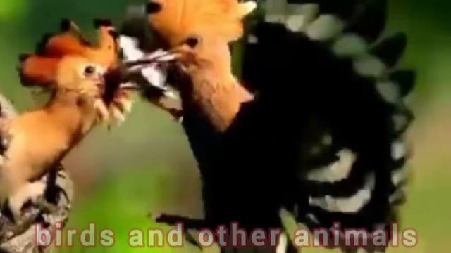 Eurasian hoopoe (Upupa epops) смотреть онлайн