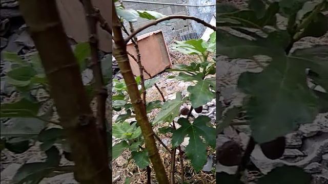 Brown Turkey смотреть онлайн