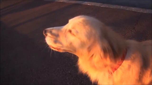 Собака, имитирующая звуки кареты скорой помощи смотреть онлайн