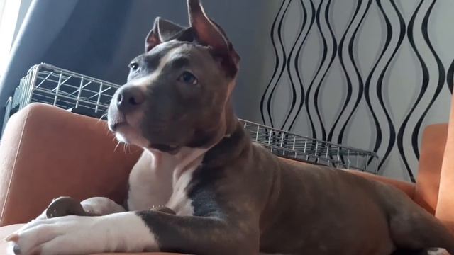 Булли  Булка отдыхает.