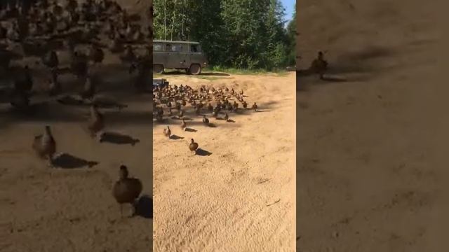 И вновь самые наидечайшие утки в Завидово !!! смотреть онлайн