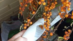 Хитрое приспособление для сбора облепихи,крыжовника,вишни из пластика.Инструмент для сбора облепихи