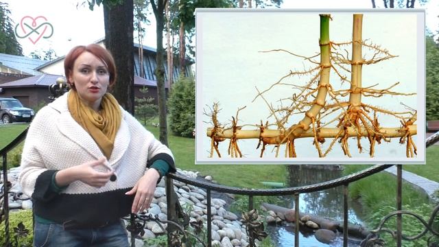 Астральное прозрение