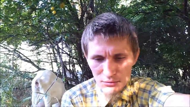 Дикий огород или купить участок земли в деревне? смотреть онлайн