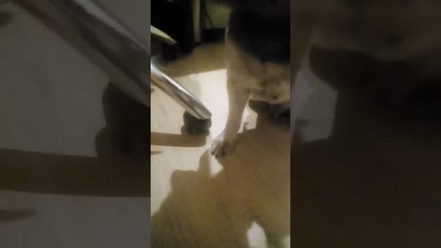 Моя собака глазастая смотреть онлайн