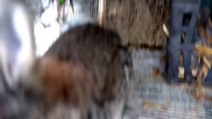 Как рождаются кролики? Крольчиха беременеет и рожает