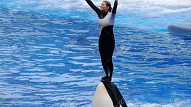 SeaWorld Orca Tilikum Who Killed Trainer Dies