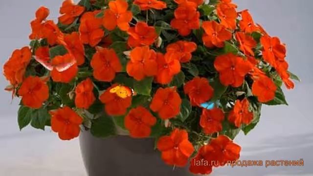Бальзамин обыкновенный Оранж ? бальзамин Оранж обзор: как сажать семена бальзамина Оранж смотреть онлайн