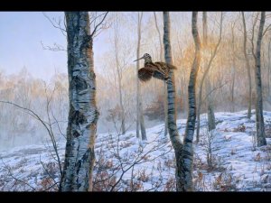 ОХОТА НА ВАЛЬДШНЕПА И ОТЛИЧНАЯ ТЯГА #охотарыбалка #охота