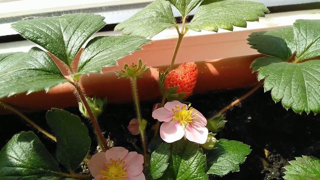 Ну вот и дождались ягодку на окошке😊 смотреть онлайн