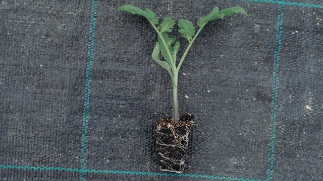 Процесс созревания томатов смотреть онлайн