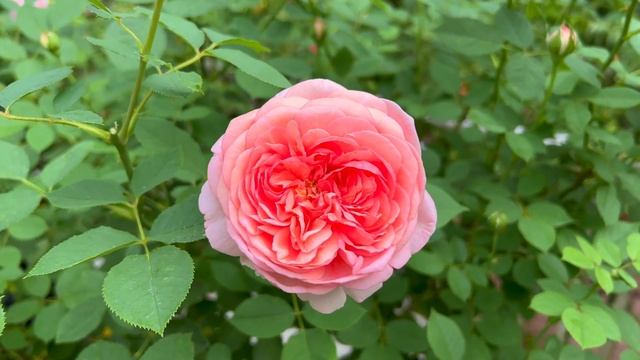 Boscobel - 4th Year - 2nd Flush смотреть онлайн