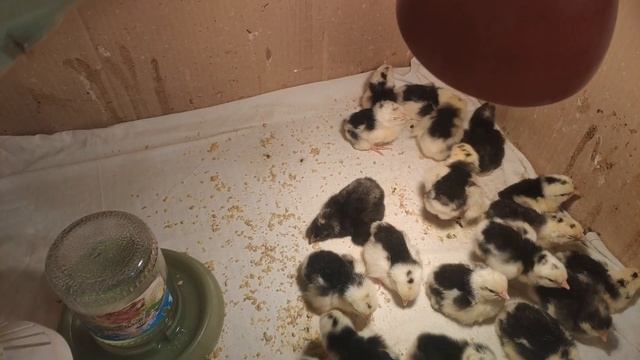 Леггорн Долматинец. Суточные цыплята. Строим курятник. смотреть онлайн