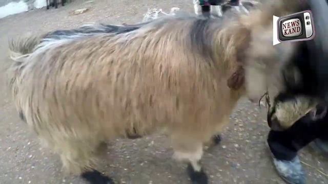 Молбозори ш Конибодом