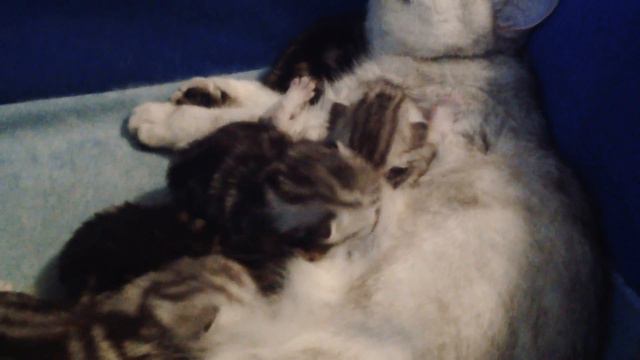 Кошка и котята смотреть онлайн