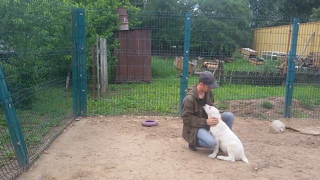 Бугай Алабай. 21 июня День Кинолога? смотреть онлайн