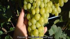 Виноград Тукай
