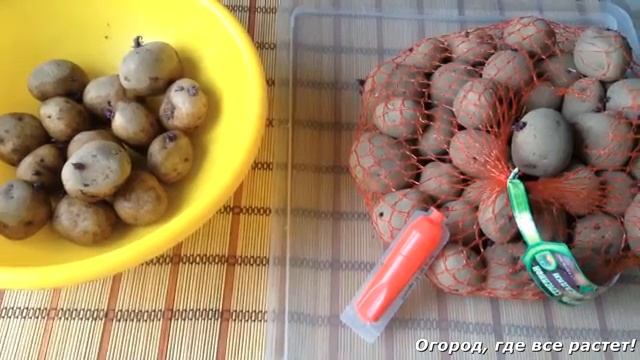 Картошка без жуков и проволочника.mp4 смотреть онлайн