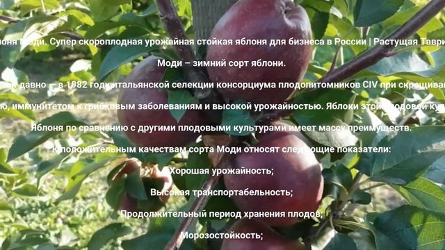 Карликовая яблоня Моди Оптом Россия | Растущая Таврида смотреть онлайн