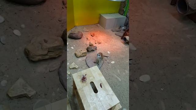 Сурикаты в "Ручном зоопарке". (ЦУМ г. Нижний Новгород) смотреть онлайн