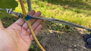 Виноград Мускат Изюмский и Клубничный в Беларуси (25.09.22)