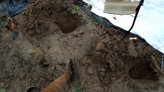 Укрытие и подкормка винограда на зиму 5 декабря 2021