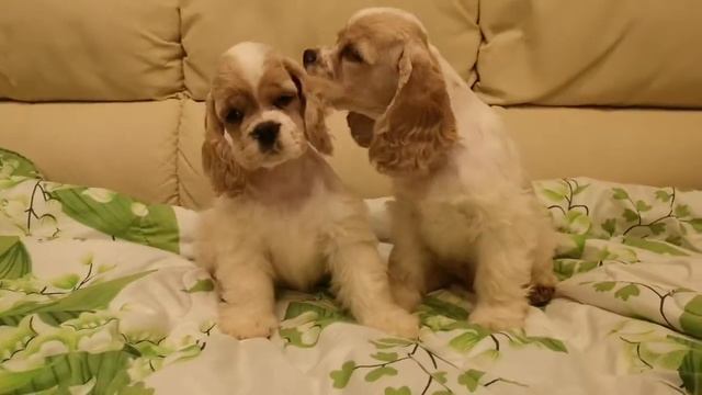 Сладкая парочка 🥰😍💕 девочка номер 4 😘 и мальчик номер 2 💕 2,5 месяца 🌺