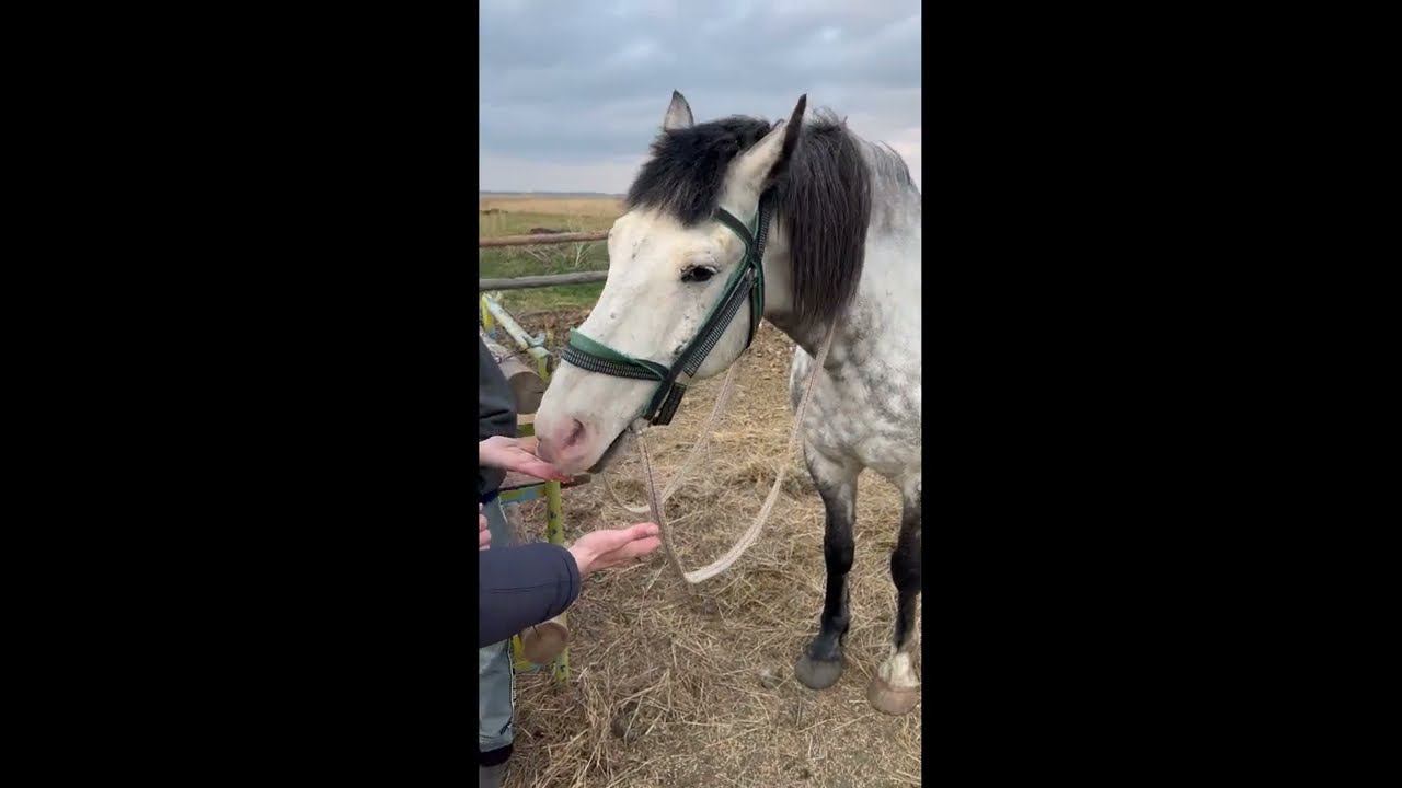 Покатались, можно и погладить) смотреть онлайн