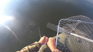 Ловля Сазана на Бутылки и Кружки.Сазан летом на Горох