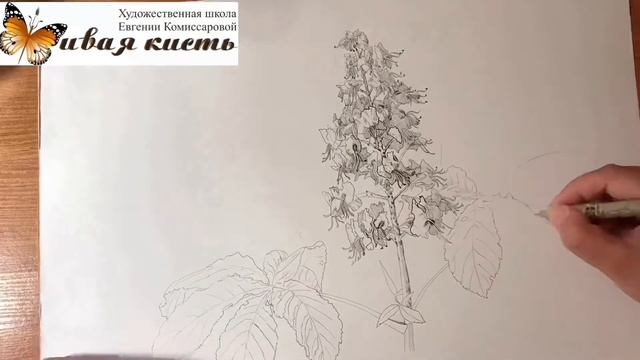 Каштан рисунок