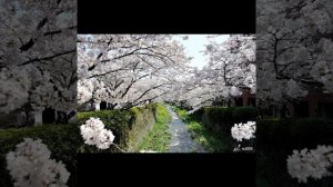 овози най бахор