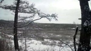 Охота на Изюбря (Олень благородный)