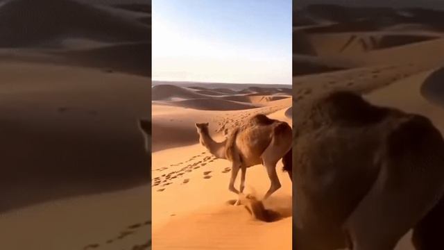 Природа и животные планеты Земля... смотреть онлайн