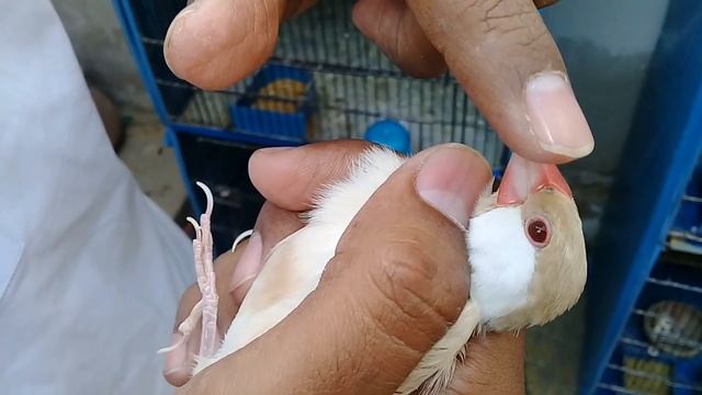 How to identify Male and Female in Java sparrow | Breeding tips for beginners part 2 смотреть онлайн