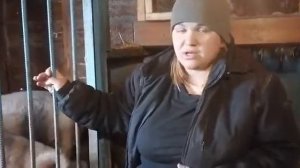 Содержание свиней на глубокой подстилке с бактериями и без!