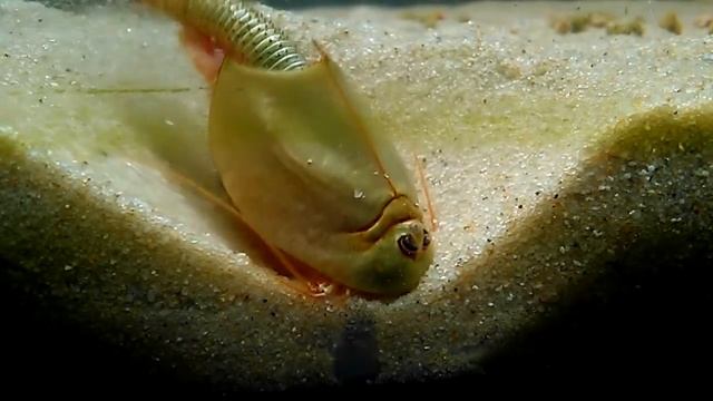Triops Longicaudatus/cancriformis