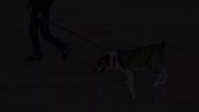 поле Гями 1ый Тур Туркменский Волкодав! смотреть онлайн