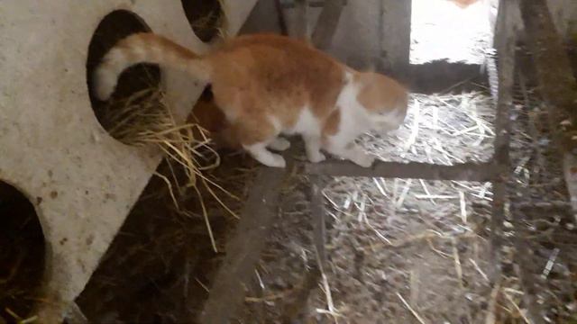 🌻🌻🌻ХОЗЯИН КУРЯТНИКА ПОСЛЕ ПЕТУШКА НОМЕР ДВА🌻🌻🌻 смотреть онлайн