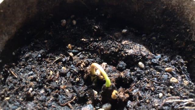 Custard Apple Seeds Germinating (Sweetsop Atis) смотреть онлайн