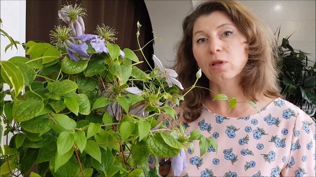 КЛЕМАТИСЫ в Апреле. Зимуем дома! часть 5 смотреть онлайн