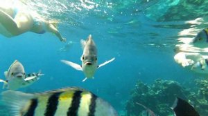 Island View Resort 5* Шарм-эль-Шейх Обзор Кораллового рифа Айленд вью резорт Видео