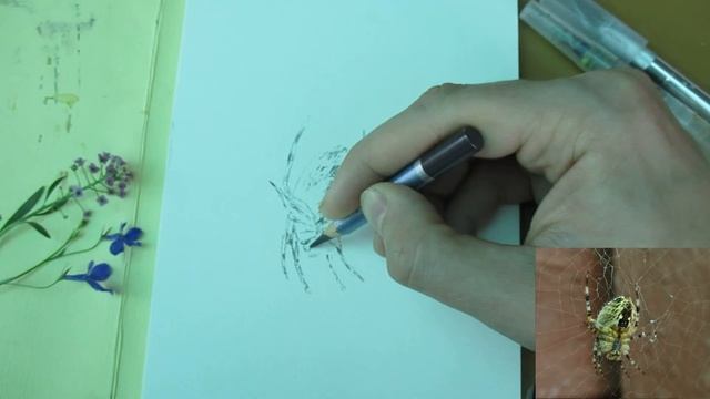Паук Акварельным карандашом и Водяной кистью смотреть онлайн