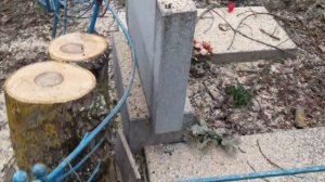 Спилить деревья на кладбище