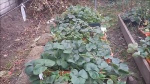 Клубника в горшках.Подготовка клубники к зиме.