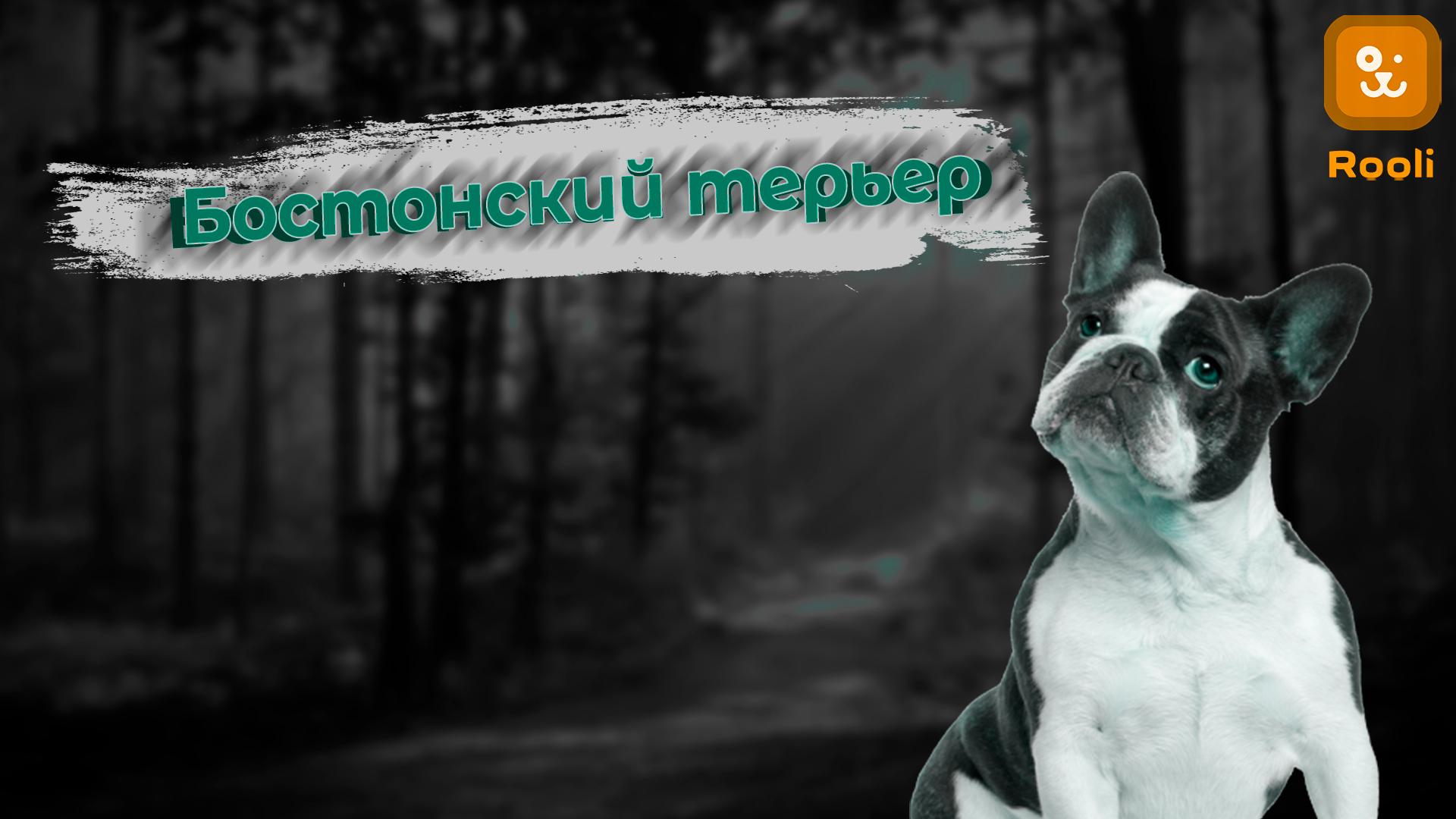 Бостонский Терьер: Загадочные Моменты Породы смотреть онлайн