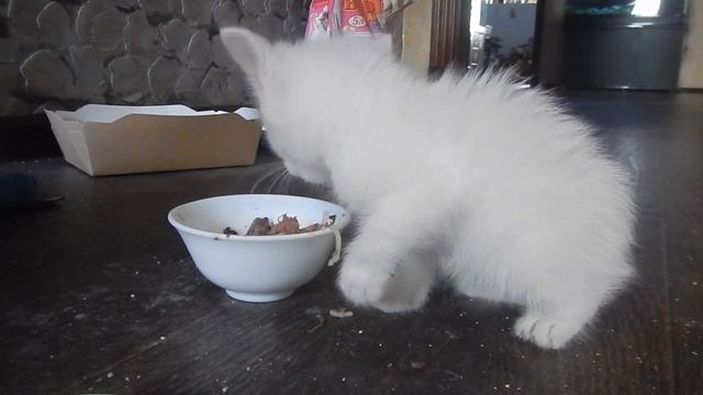 Как научить котенка кушать! смотреть онлайн