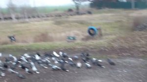 ГОЛУБИ  Димитров    николашки   0953116954