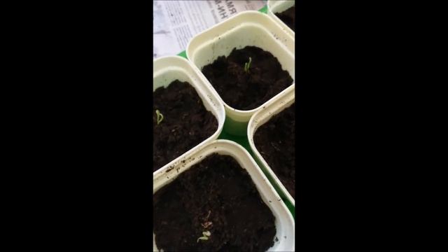 Посадка дихондры из семян смотреть онлайн