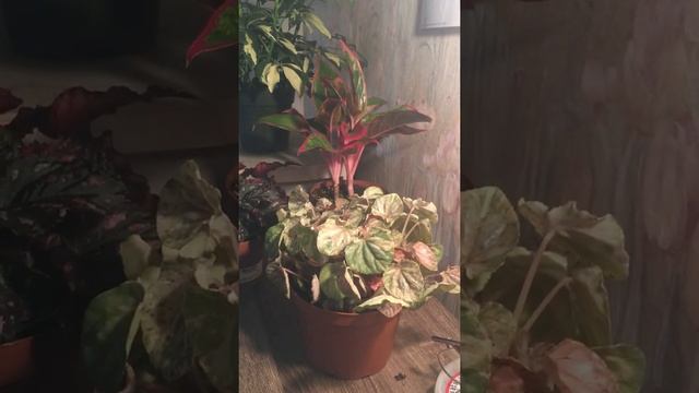 Plant Info: Peperomia Pink Marble смотреть онлайн