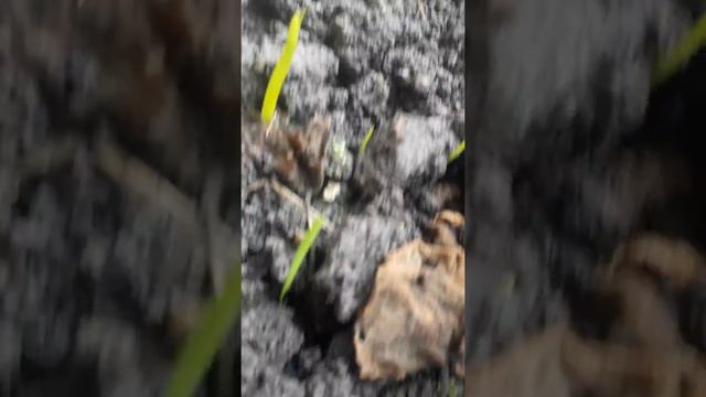Bulbos de Gladiolos ya hace un mes de plantado смотреть онлайн